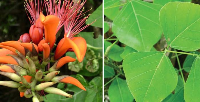 TWFAA Herbal kalyana murungai leaf powder/ கல்யாண முருங்கை பொடி/ Pangara, Erythrina Variegata, Coral Tree Leaf Powder/Bili Vaarjipe,Mullumuruku,Raktamandar/ (200 gm)