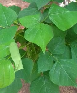 TWFAA Herbal kalyana murungai leaf powder/ கல்யாண முருங்கை பொடி/ Pangara, Erythrina Variegata, Coral Tree Leaf Powder/Bili Vaarjipe,Mullumuruku,Raktamandar/ (200 gm)