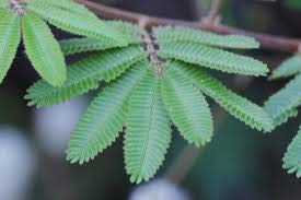 Saara HERBAL FRESH Thotta Sinungi Leaves Powder, 50g, Mimosa Pudica Powder, Mudatha Damara, Lajalu, Muttidare Muni, Thottavadi, Ajalikalika, Sleepy Plant Powder, (pack of 1 x 50g)