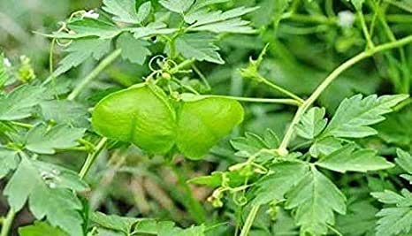 Saara HERBAL FRESH Mudakathan Keerai Powder,100g, Balloon Vine Leaf Powder, Kanphata, Budda Kakara, Agniballi, Jyotishmati Leaf Powder
