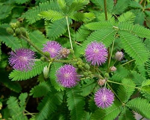 SAARA Herbal Fresh Thotta Sinungi Leaves Powder,200G, Mimosa Pudica Powder, Mudatha Damara, Lajalu, Muttidare Muni, Thottavadi, Ajalikalika, Sleepy Plant Powder, Vegetable Masala