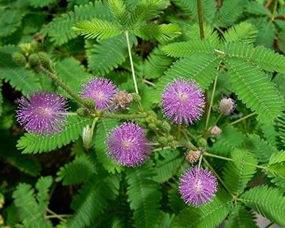 SAARA Herbal Fresh Thotta Sinungi Leaves Powder,200G, Mimosa Pudica Powder, Mudatha Damara, Lajalu, Muttidare Muni, Thottavadi, Ajalikalika, Sleepy Plant Powder, Vegetable Masala