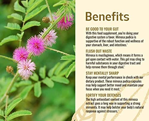SAARA Herbal Fresh Thotta Sinungi Leaves Powder,200G, Mimosa Pudica Powder, Mudatha Damara, Lajalu, Muttidare Muni, Thottavadi, Ajalikalika, Sleepy Plant Powder, Vegetable Masala