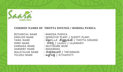 SAARA Herbal Fresh Thotta Sinungi Leaves Powder,200G, Mimosa Pudica Powder, Mudatha Damara, Lajalu, Muttidare Muni, Thottavadi, Ajalikalika, Sleepy Plant Powder, Vegetable Masala