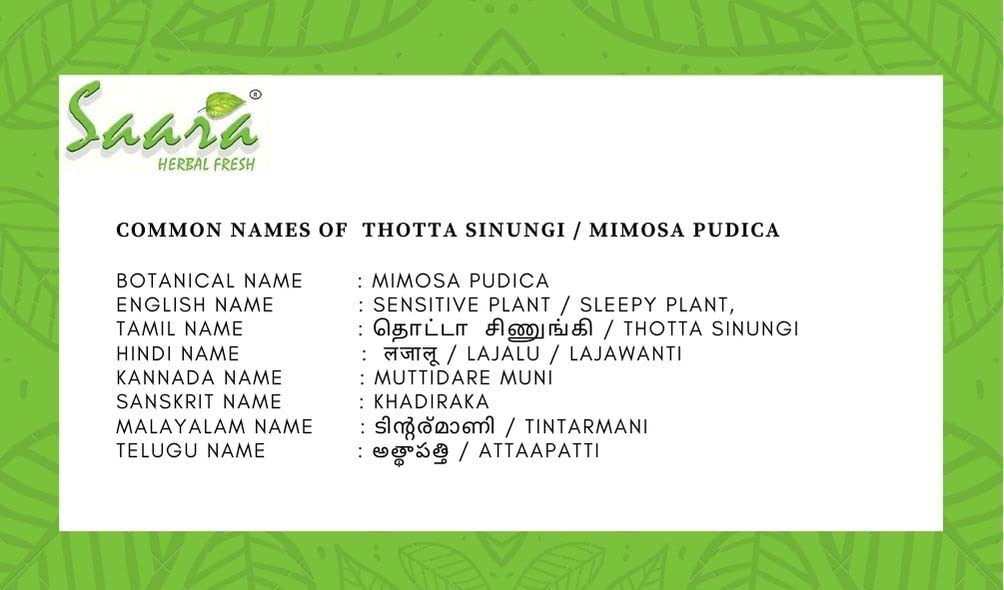 Saara HERBAL FRESH Thotta Sinungi Leaves Powder, 50g, Mimosa Pudica Powder, Mudatha Damara, Lajalu, Muttidare Muni, Thottavadi, Ajalikalika, Sleepy Plant Powder, (pack of 1 x 50g)