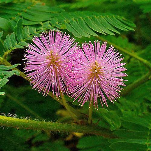 SAARA Herbal Fresh Thotta Sinungi Leaves Powder,200G, Mimosa Pudica Powder, Mudatha Damara, Lajalu, Muttidare Muni, Thottavadi, Ajalikalika, Sleepy Plant Powder, Vegetable Masala
