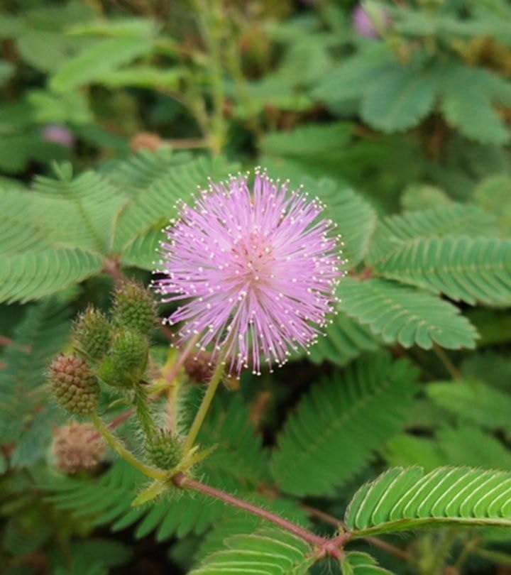 Lajwanti Churna Lajwanti Powder/Sensitive Plant/Mimosa pudica (100 Gms)