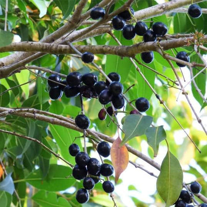 3V PRODUCTS Jamun Bark Powder | Naval Pattai | Jamun Chaal | Eugenia Jambolana Bark 100g