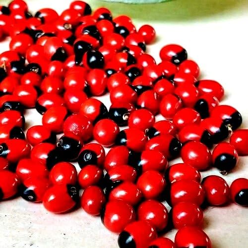Mewar Impex Natural Rakt Gunja 100 gm | Chirmi, Red Gunja, Lal Gunja Beej Seeds For Pooja