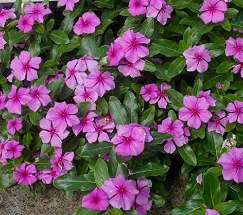 Nithya Kalyani Powder,100g, Periwinkle Powder, Sadabahar Powder, Catharanthus Roseus, Old Maid Flower, Annual Vinca, Madagascar Powder, (pack of 1 x 100g)