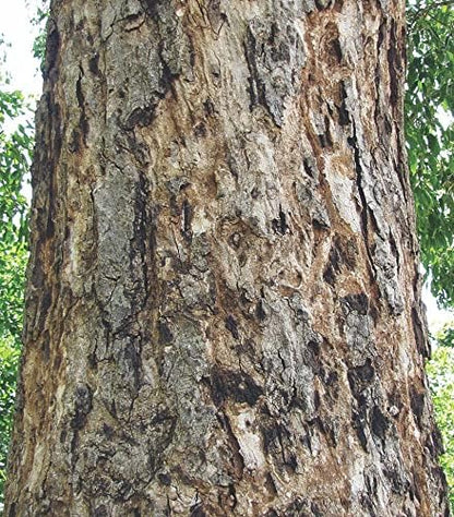 3V PRODUCTS Jamun Bark Powder | Naval Pattai | Jamun Chaal | Eugenia Jambolana Bark 100g